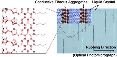 TTF fiber formation in LCs